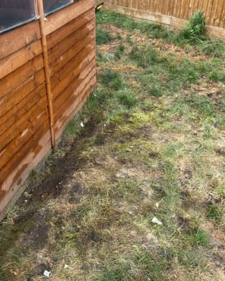 After: grass by the shed, nothing left